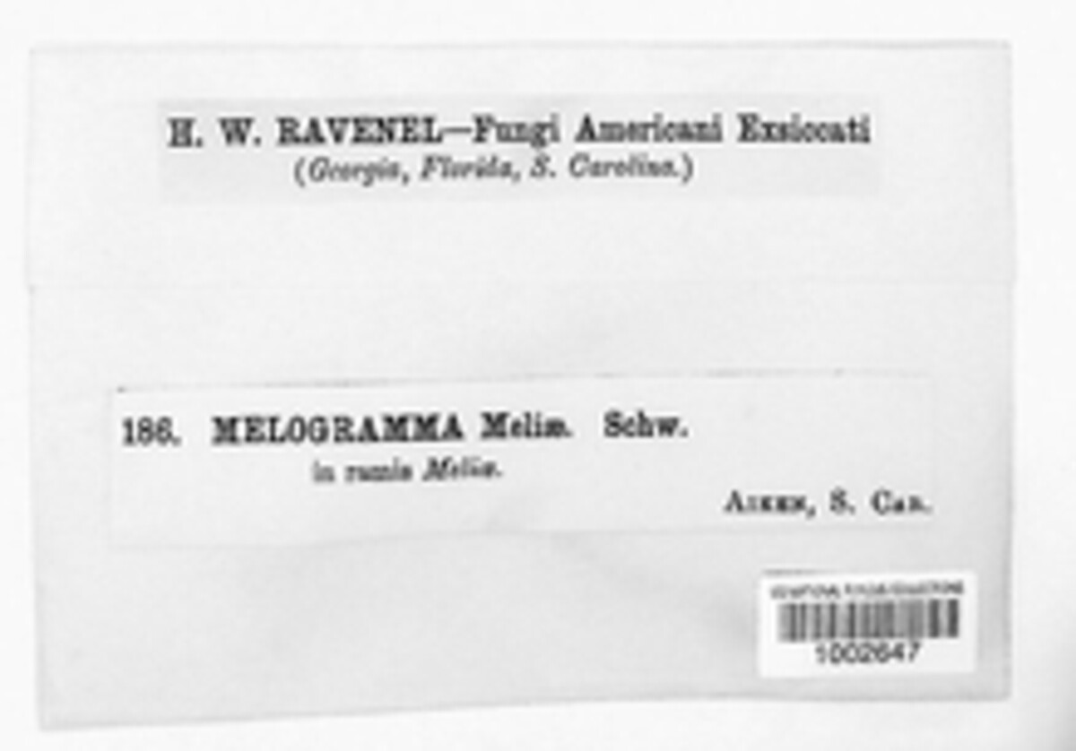 Botryodiplodia meliae image